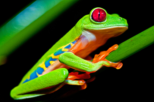 Cost Rican Tree Frog