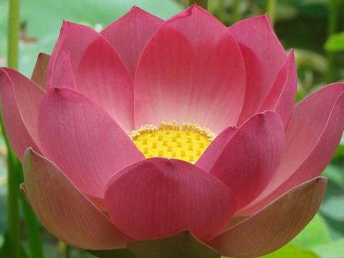Most Serene Lotus