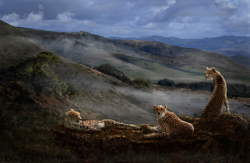 Cheetah Ridge