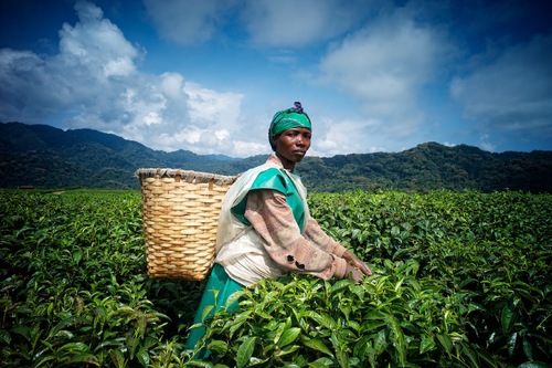 Tea Farmer