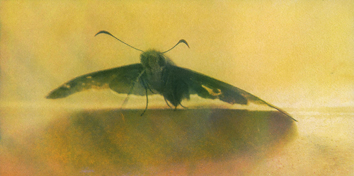 Butter Moth