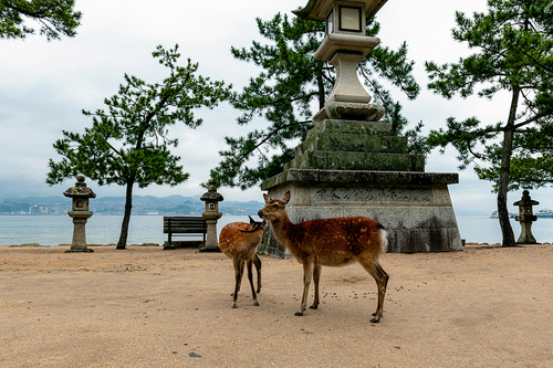 Deer of Miyajima
