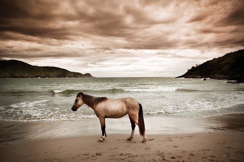 Cavalo Praia Bravo