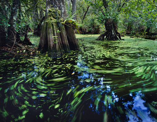 Seminole Swamp