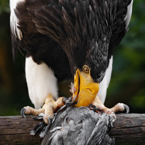 Stellers eagle