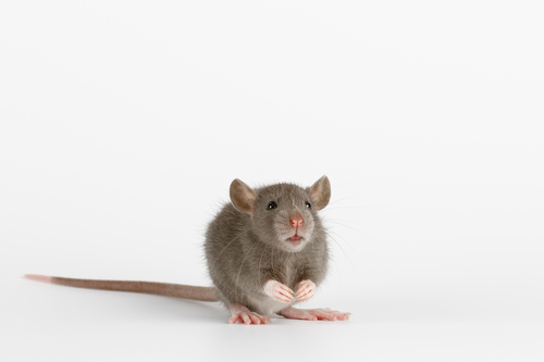 A Young Rat