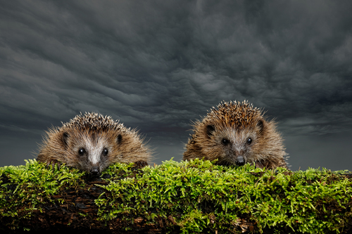 Two little hedgehogs