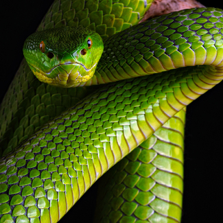 Witlip Bamboeadder - Trimeresurus albolabris Color Awards Winners and Nominees