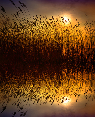 Sunset in the Reeds