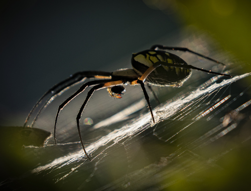 Spider, Web