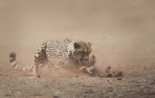 Cheetah catches squirrel