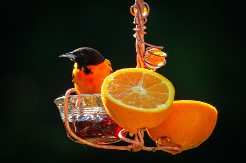 Oriole and Oranges