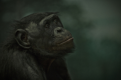 Bonobos ICU Too
