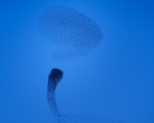Murmuration II, 2020 Murmuration II, 2020