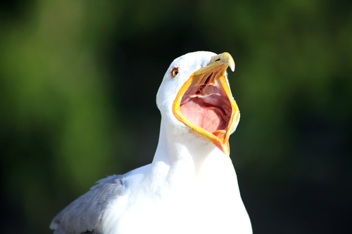 The Scream Gull