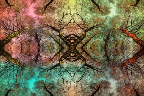 Forest Kaleidoscope | RGB