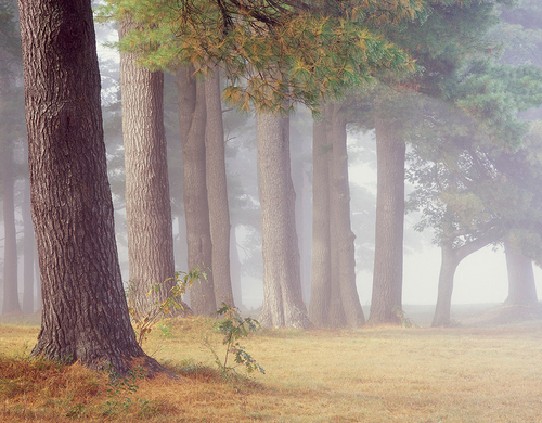 Pines In Fog