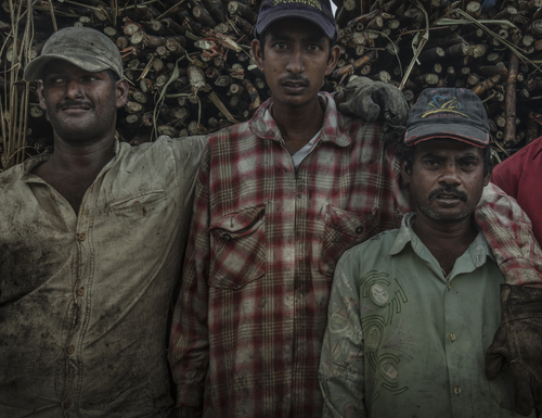Fijian Indian Sugar Cane Workers