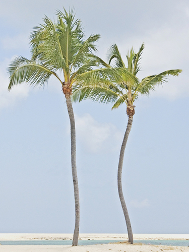 Two Palms Paradise Island