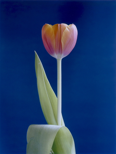 Tulip 5