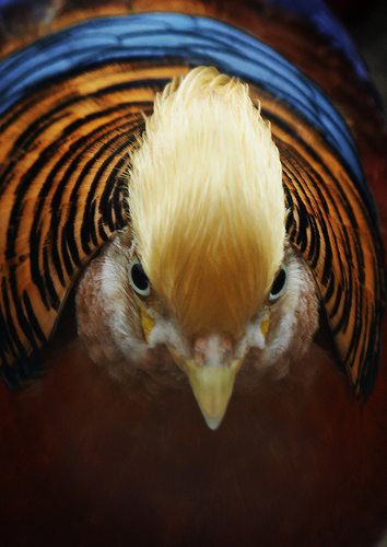 Golden Pheasant Study 02