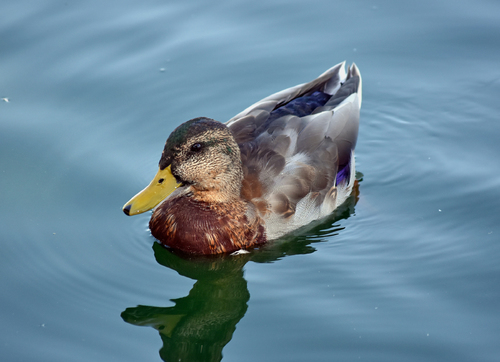 Apollo park duck #2