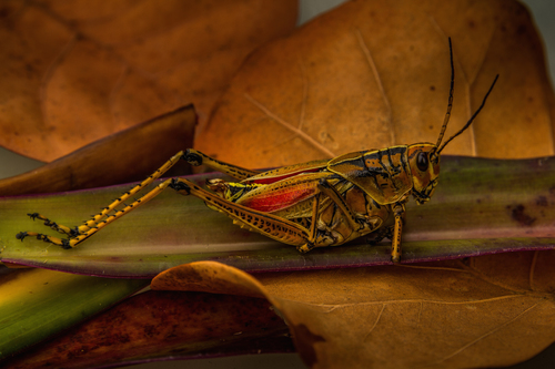 Grasshopper still life