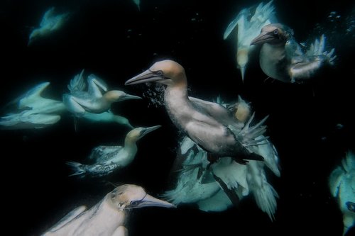 Underwater bird dance
