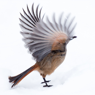 Portrait of a siberian jay Color Awards Winners and Nominees