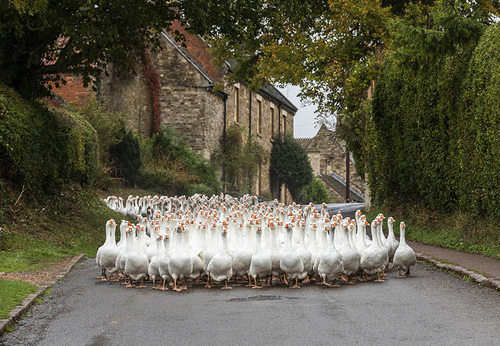 Geese Stop Traffic