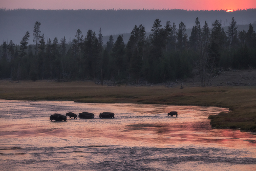 Bison Crossing at Sunset