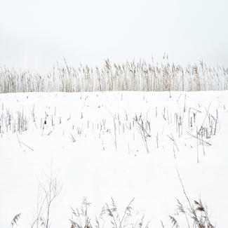 Snow and Reeds  Color Awards Winners and Nominees