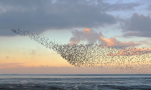 April waders  April waders