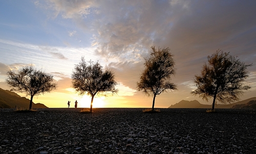 4 trees in sunset