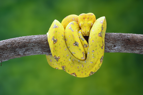 banana skin snake