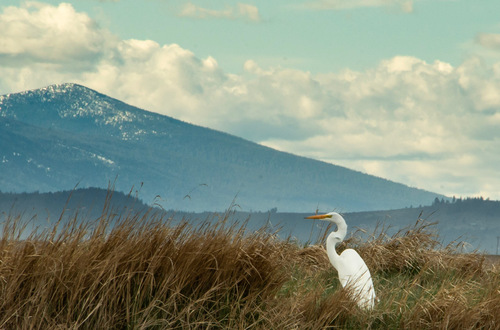 Egret of Klamath Marsh