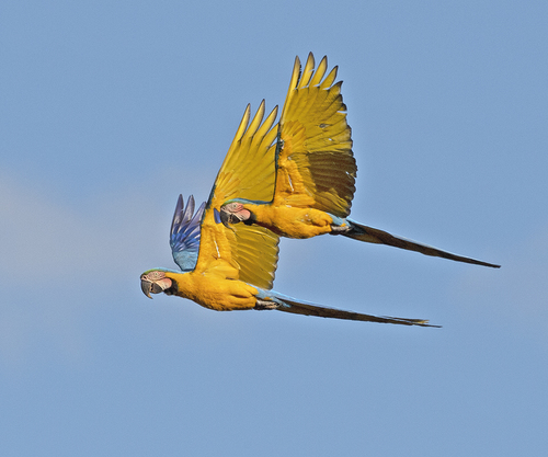 Blue and Yllow Macaws
