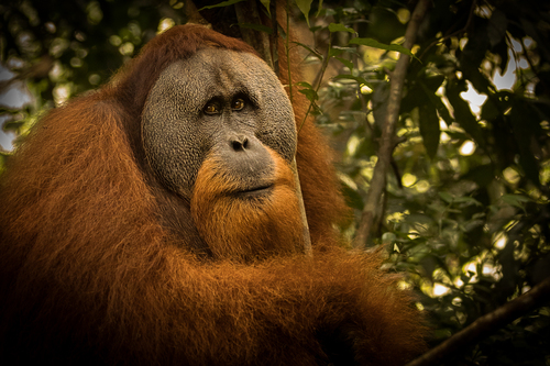 Male orangutan sits in a tree with soulful eyes  Male orangutan sits in a tree with soulful eyes