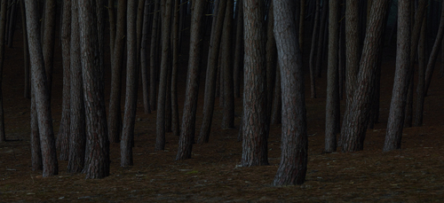 Pine forest at dusk.