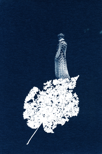 Stay (Cyanotype Collage)