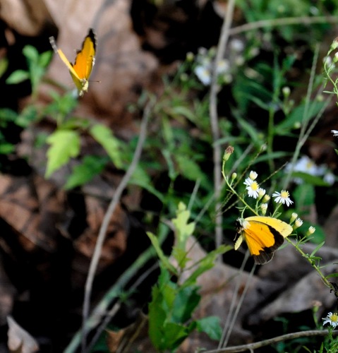 Butterfllies at Play