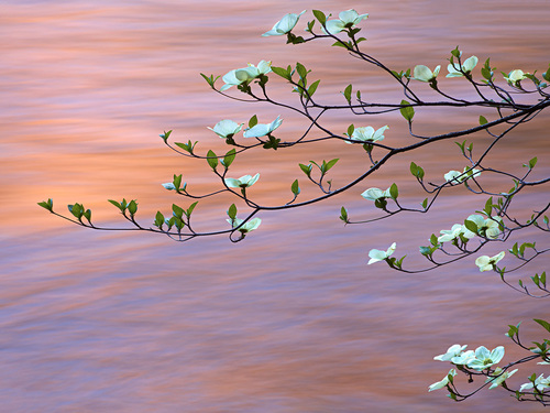 Dogwood branch hanging over sunset water