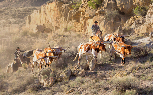 Herding Longhorns