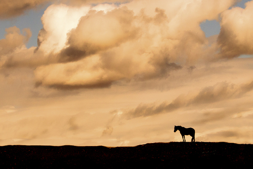 Pony In The Orange Sunset