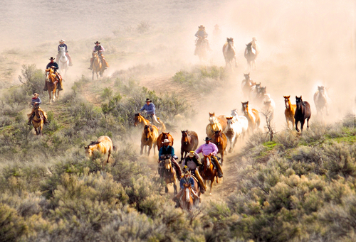 Herding Horses in the Dust