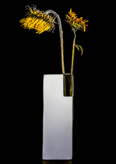 Two Dry Sunflowers In White Vase Color Awards Winners and Nominees