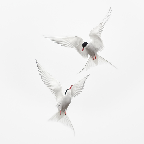 Arctic Terns Courtship Flight 3