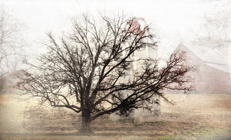 I Remember The Tree and The Farm Color Awards Winners and Nominees