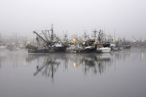 Fisherman's Terminal Fog 0161