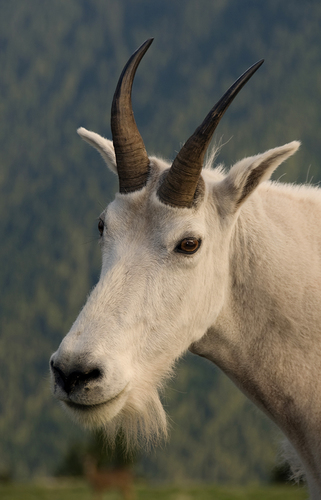 Mountain Goat, Hurricane Ridge 3696